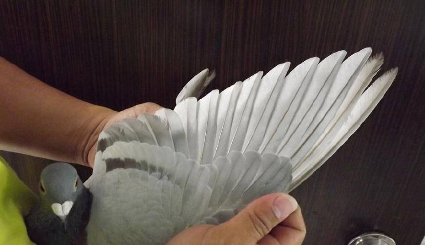 传播|春赛过后信鸽患单眼伤风,如何防止支原体肆虐!