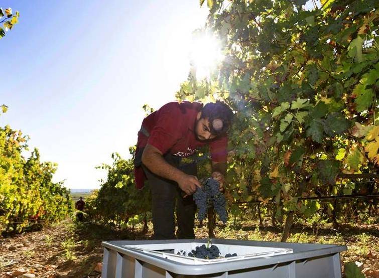 里奥哈|澳大利亚“让出”机会,西班牙葡萄酒“出口中国”抢占市场
