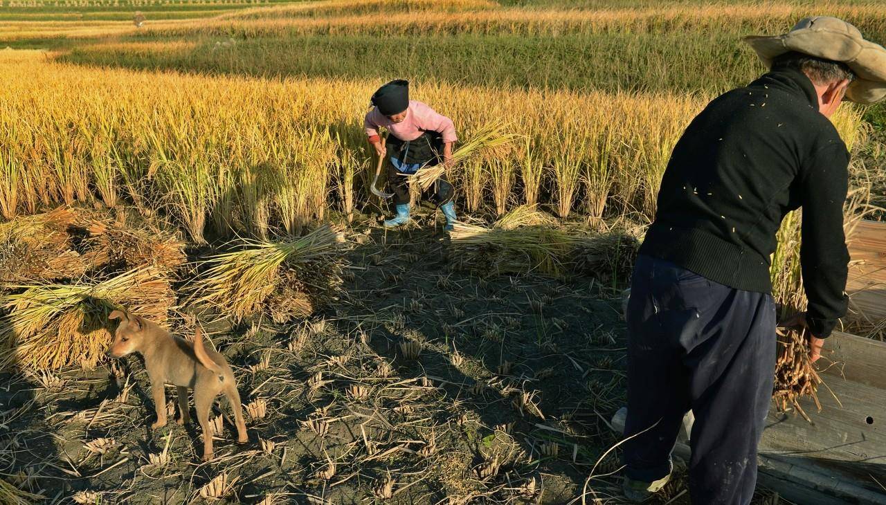 农村老人收稻谷，小狗主动来帮忙，太暖心了