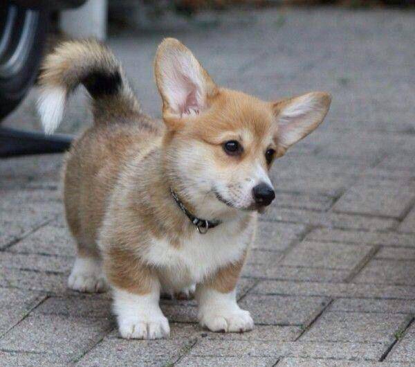 观点评论|柯基风靡全球,但本地人却把它当土狗,不喜欢的原因主要有3个