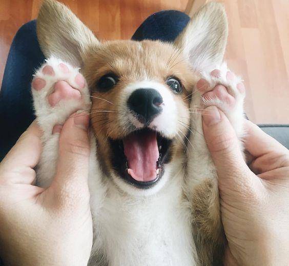 观点评论|柯基风靡全球,但本地人却把它当土狗,不喜欢的原因主要有3个