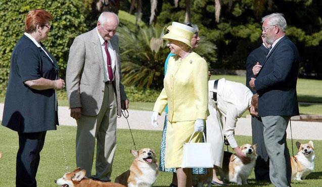 观点评论|柯基风靡全球,但本地人却把它当土狗,不喜欢的原因主要有3个