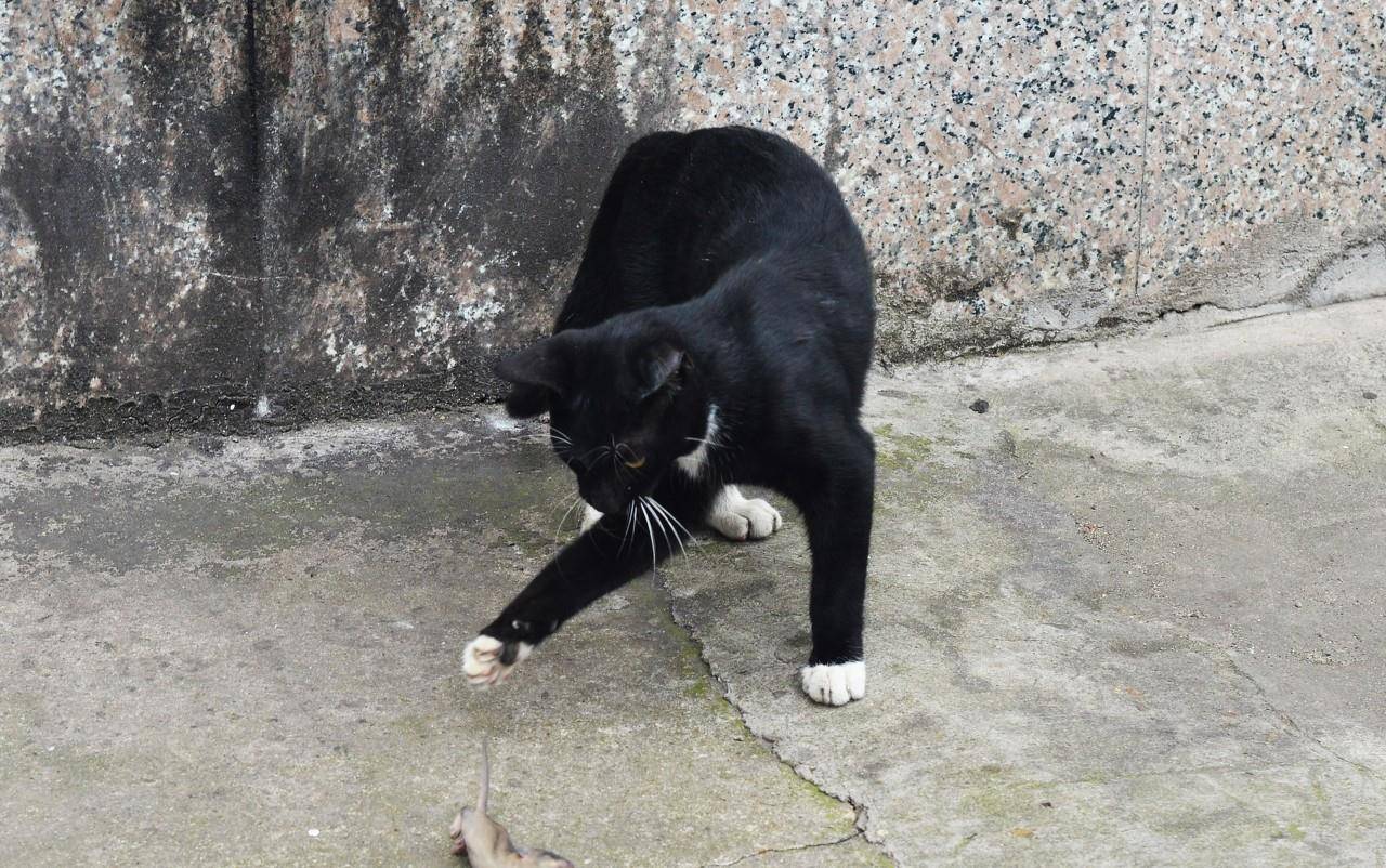 黑猫炭黑老总_黑猫警长图片(3)