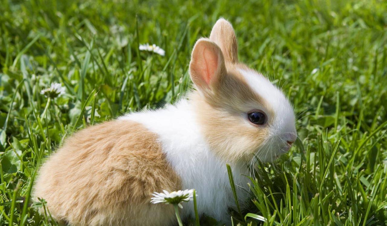 兔子怎么摸才听话 怎么让小兔子听话