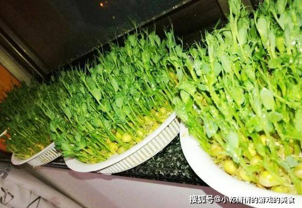 只要一个沥水的盒子 过年就能吃到新鲜的豌豆苗 绿豆芽 花生芽 毛巾