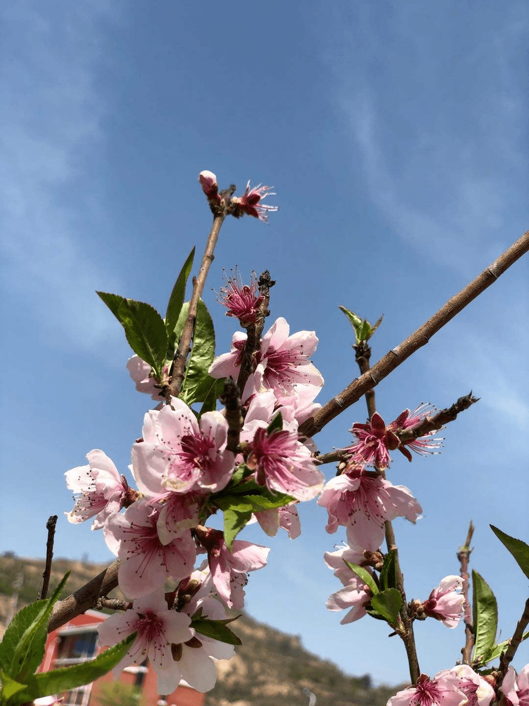 吃桃季节到 这么多种桃子 却和春天的桃花没关系 桃树