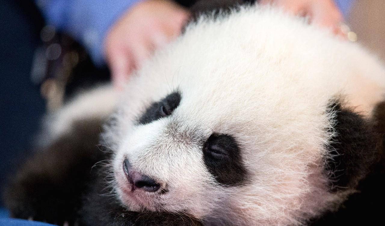 熊猫贝贝萌化美国老外,发布会上打盹大家激动拍照