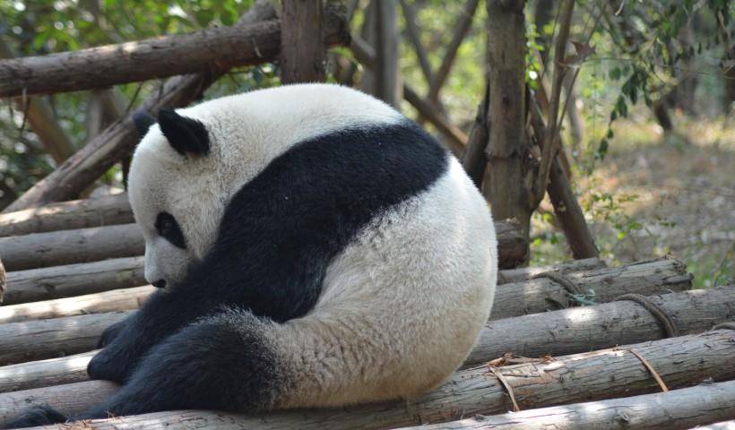可爱呆萌的大熊猫