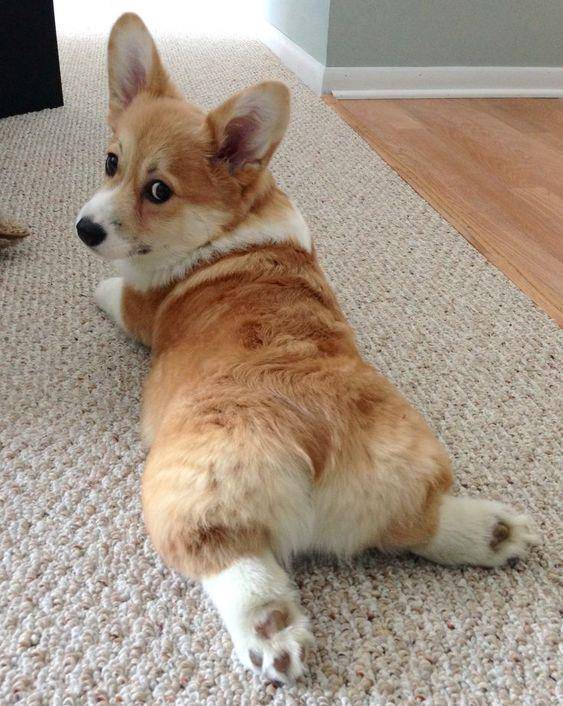 观点评论|柯基风靡全球,但本地人却把它当土狗,不喜欢的原因主要有3个