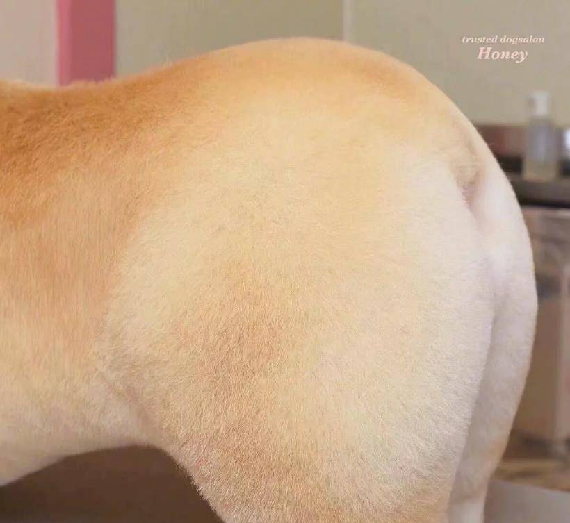 面包|今日一宠｜这个柯基太像面包啦