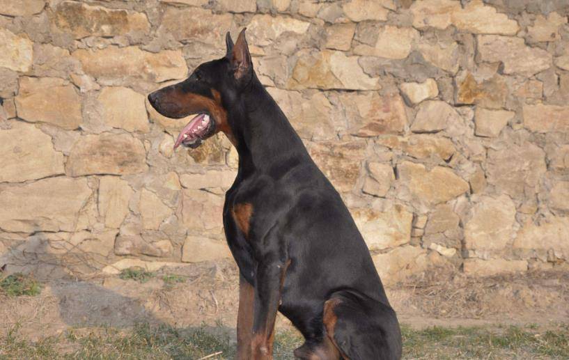 犬种智商排名_中华田园犬智商排名(2)