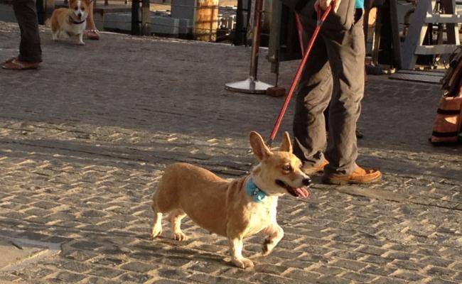 带着|适合家养的5种小型犬，柯基上榜，第五种非常安静