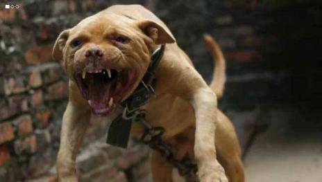 世界猛犬排名_世界猛犬图片大全排名