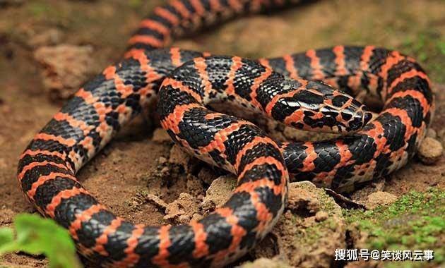 秦岭里的蛇类分布，其中蝮蛇最毒，乌梢蛇最长，双斑锦蛇最温顺