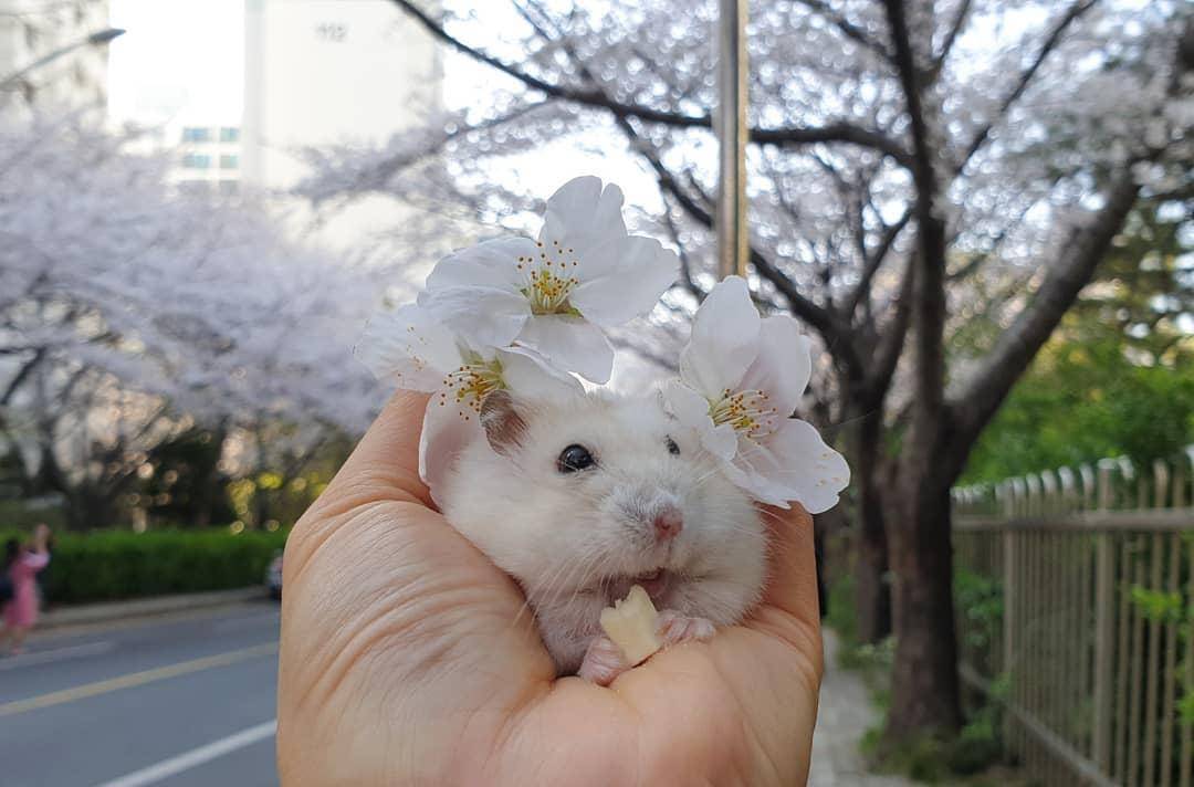 观点评论|一组樱花和仓鼠的合照,春天真好呀