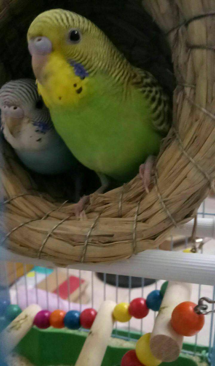 方法|我有好方法，教教你鹦鹉怎么养就会说话？