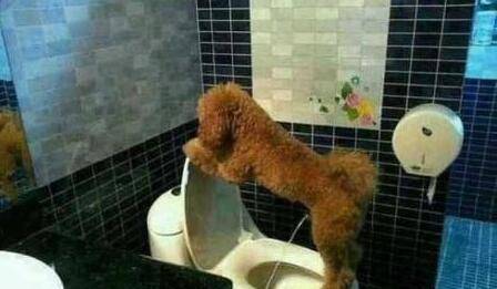 地方|训练小妙招：主人只要学会这几步，狗狗乖乖“定点大小便”！