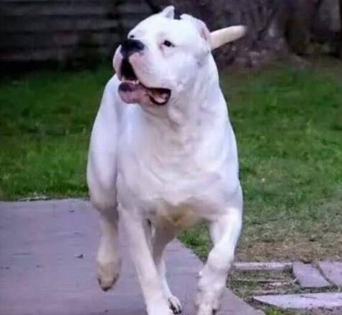 排名第一的犬