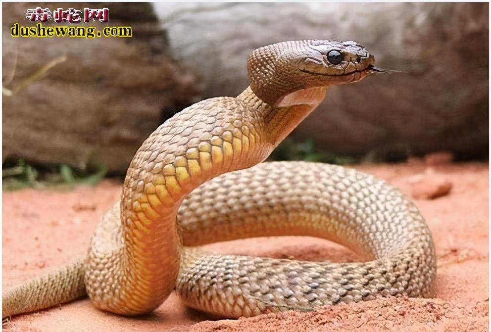 世界最毒的蛇排名_世界最毒的蛇(3)