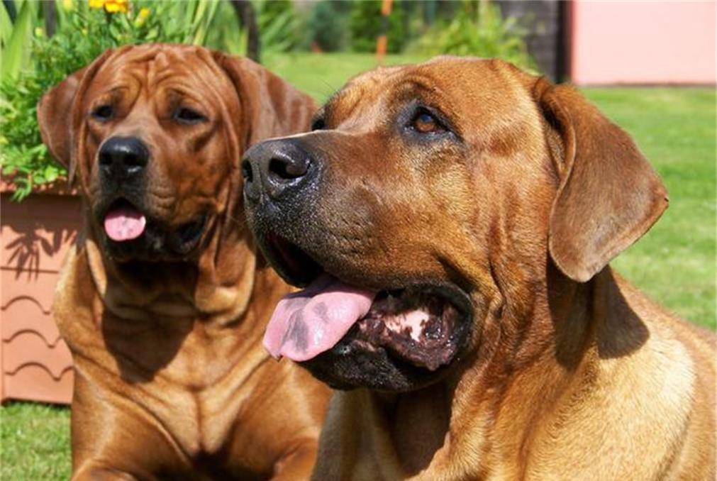 十大恶犬排名_十大恶犬排名介绍图