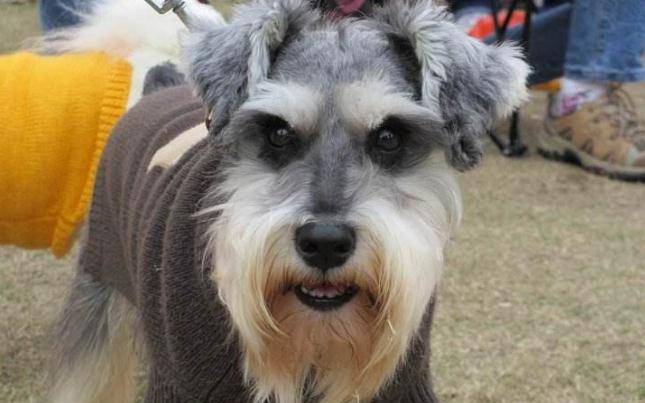 带着|适合家养的5种小型犬，柯基上榜，第五种非常安静