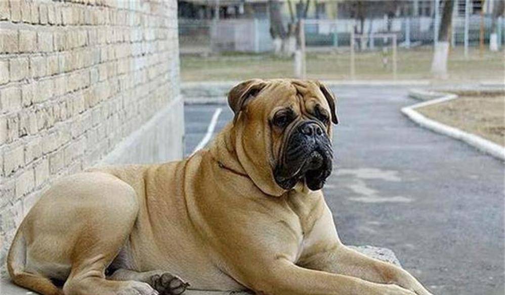 十大恶犬排名_十大恶犬排名介绍图