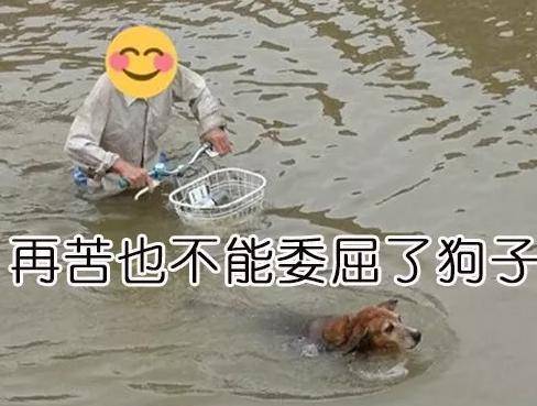 带着|主人暴雨中遛狗，旁边的柯基懵了！这为啥不是我的主人？