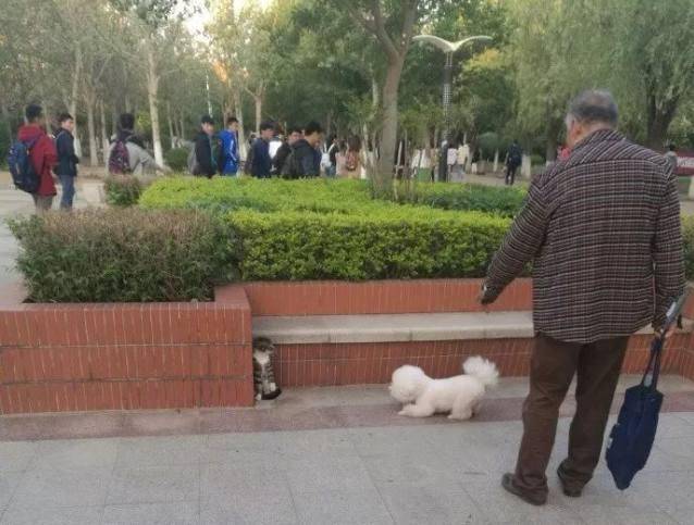 大爺遛狗沒牽繩, 比熊在公園放飛自我, 結果貓咪被嚇懵逼 萌趣萌寵 第3张