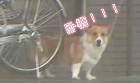 带着|主人暴雨中遛狗，旁边的柯基懵了！这为啥不是我的主人？
