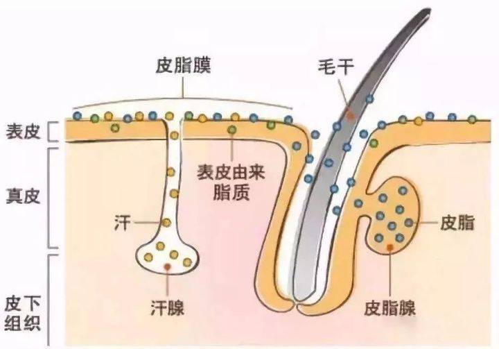 油脂|超市“隐藏”的几种护肤品，摆在货架上无人问津，却便宜又好用