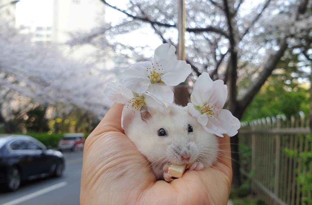 观点评论|一组樱花和仓鼠的合照,春天真好呀