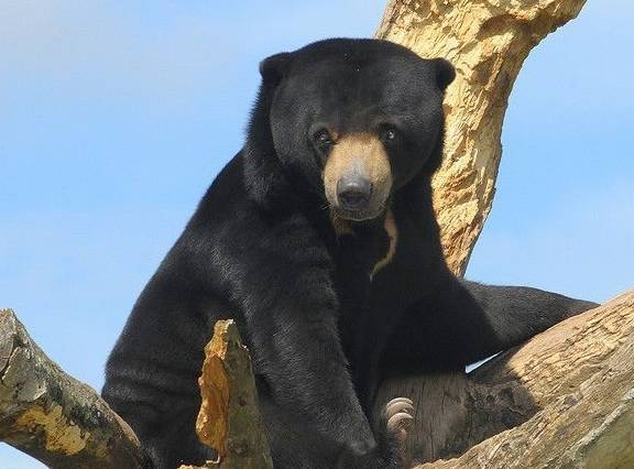 动物咬合力排名_咬合力第一的动物(2)
