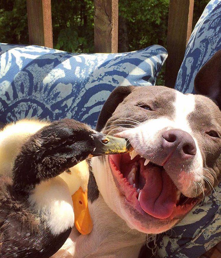 什么|像人类一样去互动,这些可爱的小动物简直成精啦