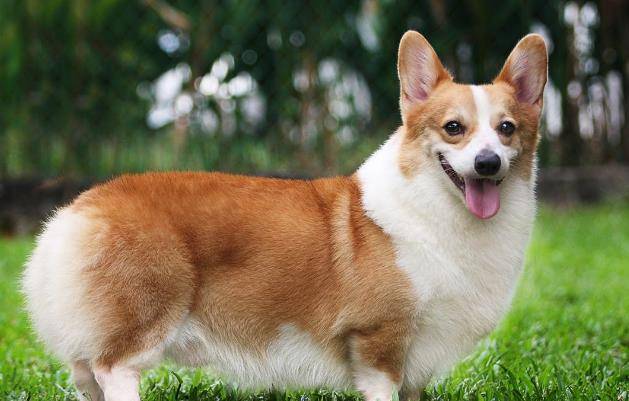 女王|中小型短毛狗品种有哪些?有一种深受女王喜爱,成为王室宠物