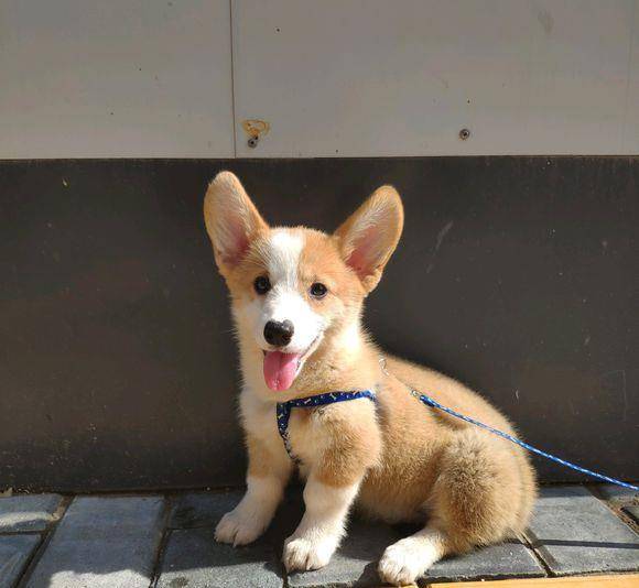 小狗|小柯基就是网友的“开心果”，看到能忘掉所有不开心的事