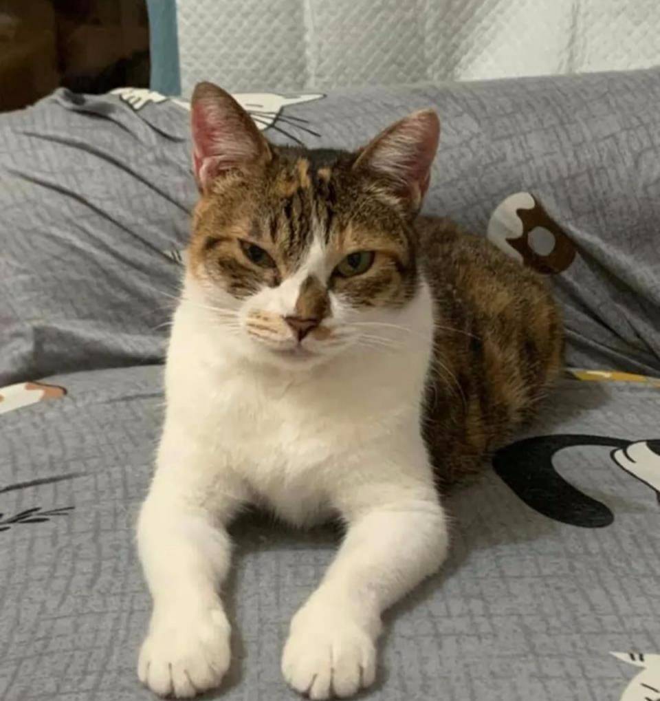 什么|主人究竟做了什么？竟让家里17只猫狗瞬间聚集来“讨债”