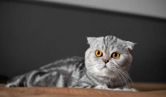 因为|新手养猫买了鸡肋用品不可怕，买错用品才可怕