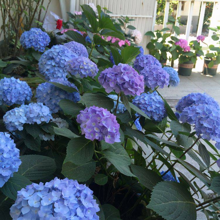 7种 漂亮花 花期 定在 七月 三伏天气 越热越开花 夏天