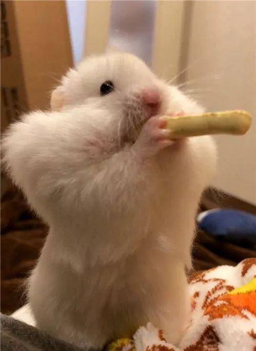 什么|日本网友晒“仓鼠”萌照圈粉，满屏圆滚滚，太可爱了