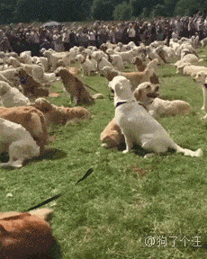 小汪|最容易跟宝宝达成共识的原来是狗