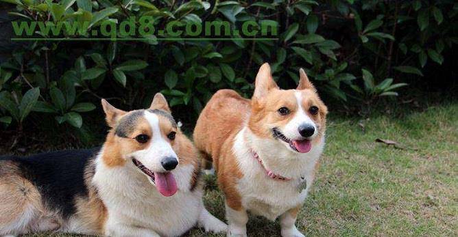 眼睛|你养的柯基很有可能是“串串柯基”，快来看纯种柯基的5个特征