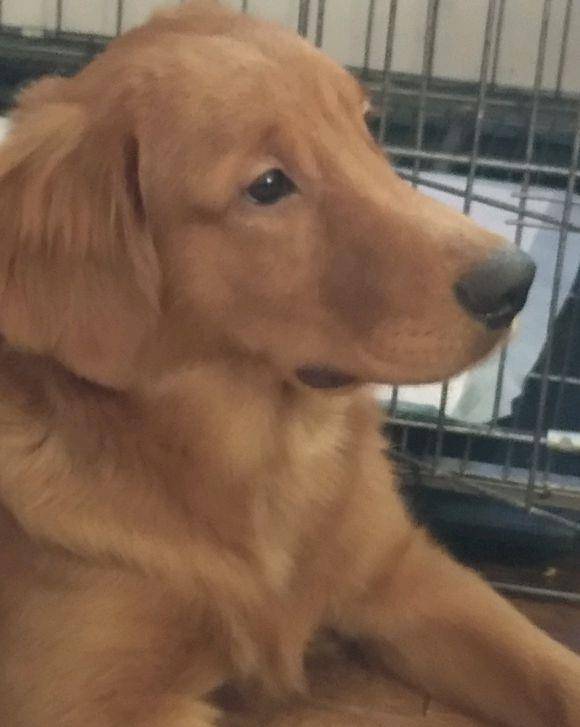 智商|主人的早餐不见了,金毛犬不承认,说它还不高兴了