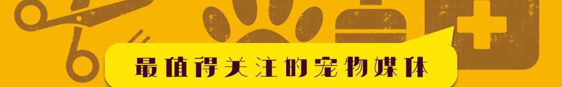 智商|想知道自己家狗狗智商到底有多高?用这几种方式就可以测试出来