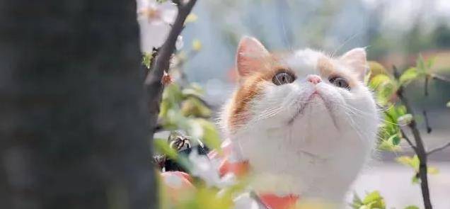 因为|价值上万的加菲猫被丢弃，无人认领，宠物医院老板捡到后乐开花