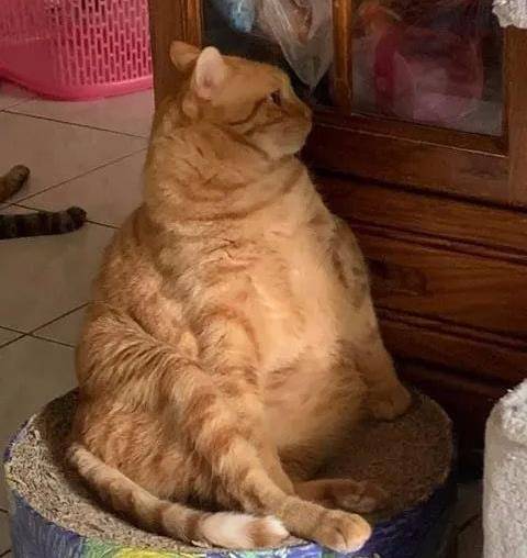 什么|主人究竟做了什么？竟让家里17只猫狗瞬间聚集来“讨债”