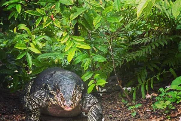 蜥蜴排行_新加坡的巨型蜥蜴先猛后萌,吃饱饱再抱抱