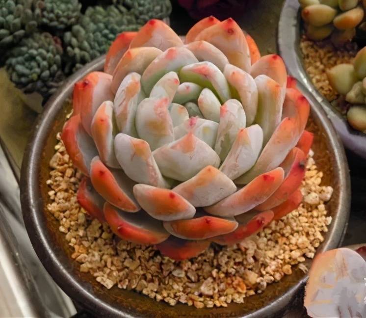 4种漂亮多肉 长出状态后梦幻十足 容易度夏适合新手 叶子 4种漂亮多肉 长出状态后梦幻十足 容易度夏适合新手 叶子