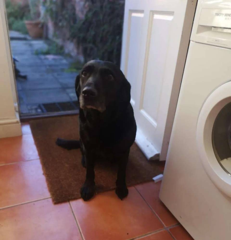 Sophie|女生失恋却意外收获暖心汪贴身守护，每天与女生共进早餐：有我呐