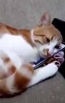 主人去世後, 貓咪看到手機視頻里的主人, 依偎惹哭旁人 萌趣萌寵 第4张