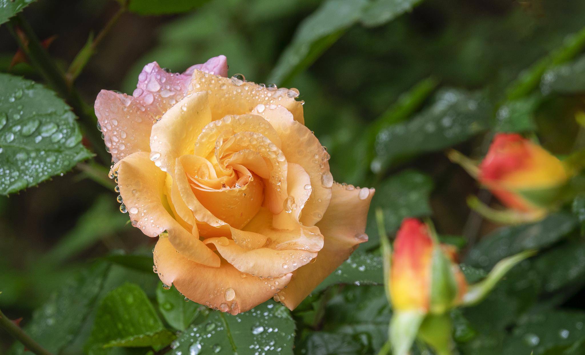 夏天养月季,做好三要三不要,花开一茬接一茬,很漂亮